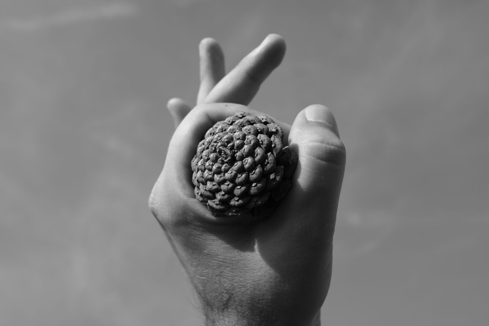 Fujifilm X-T20 + Fujifilm XF 23mm F2 R WR sample photo. Hand, cone, nature photography