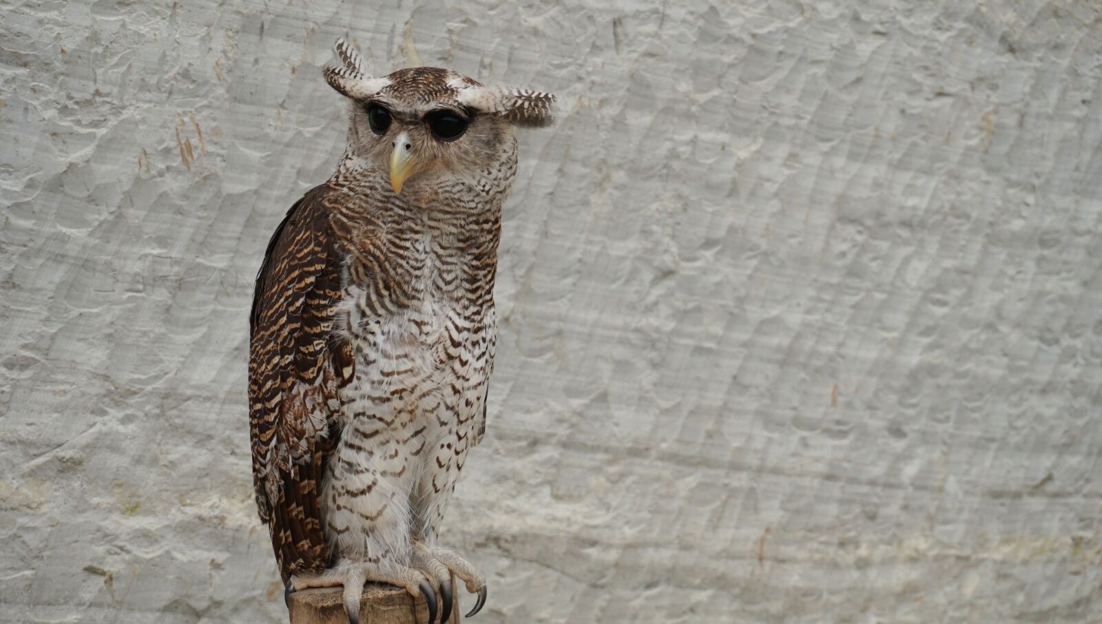 Sony a6300 sample photo. Owl, owls, bird photography
