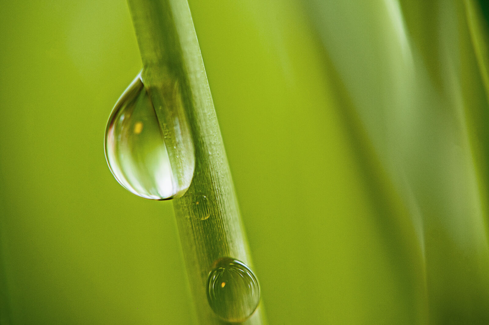 Nikon D300 sample photo. Animal, drop, great, britain photography
