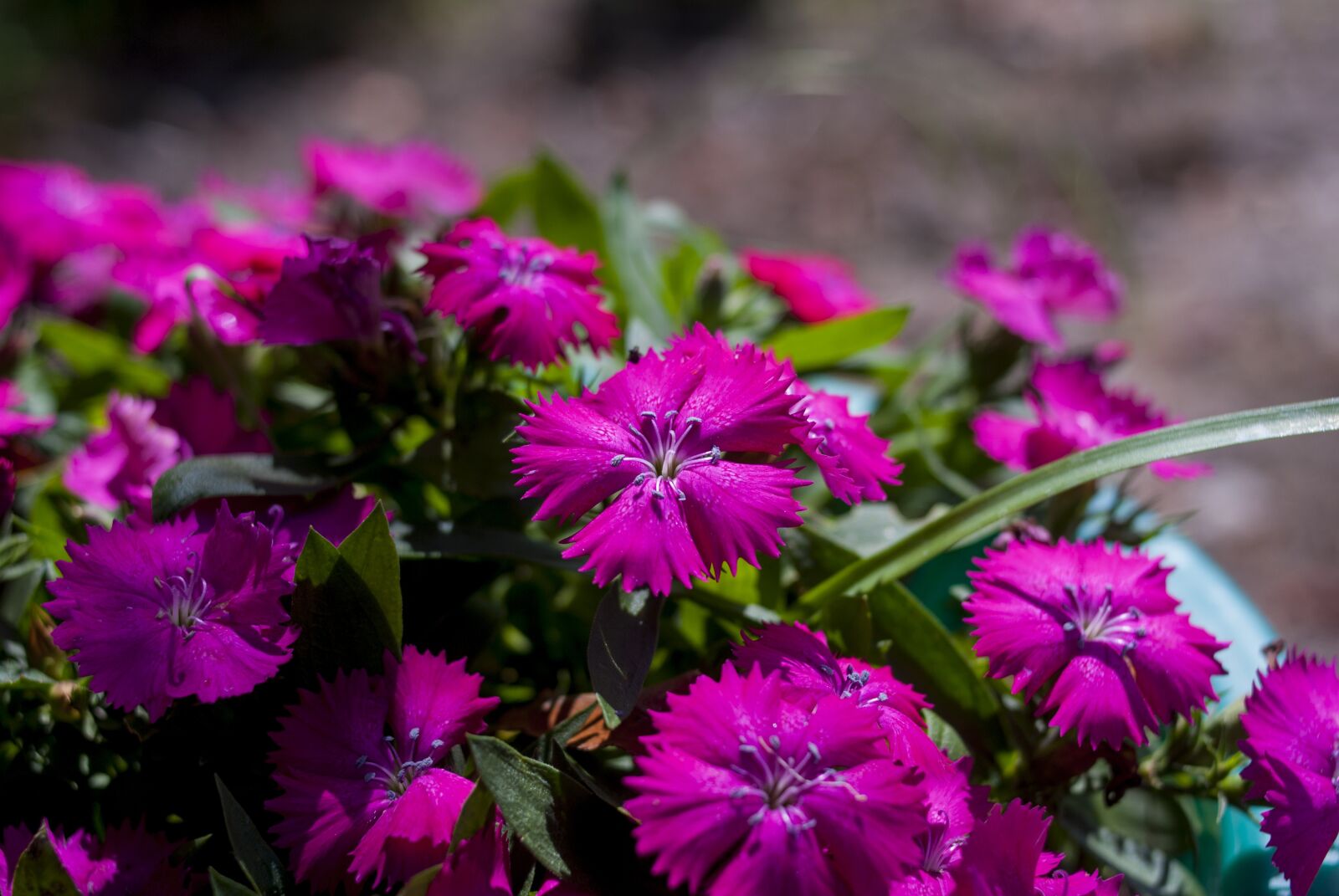 Nikon D60 sample photo. Flower, nature, plant photography