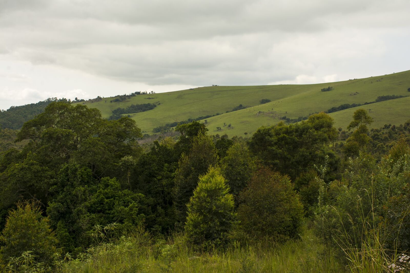 Nikon D7100 sample photo. Landscape, trees, flora and photography