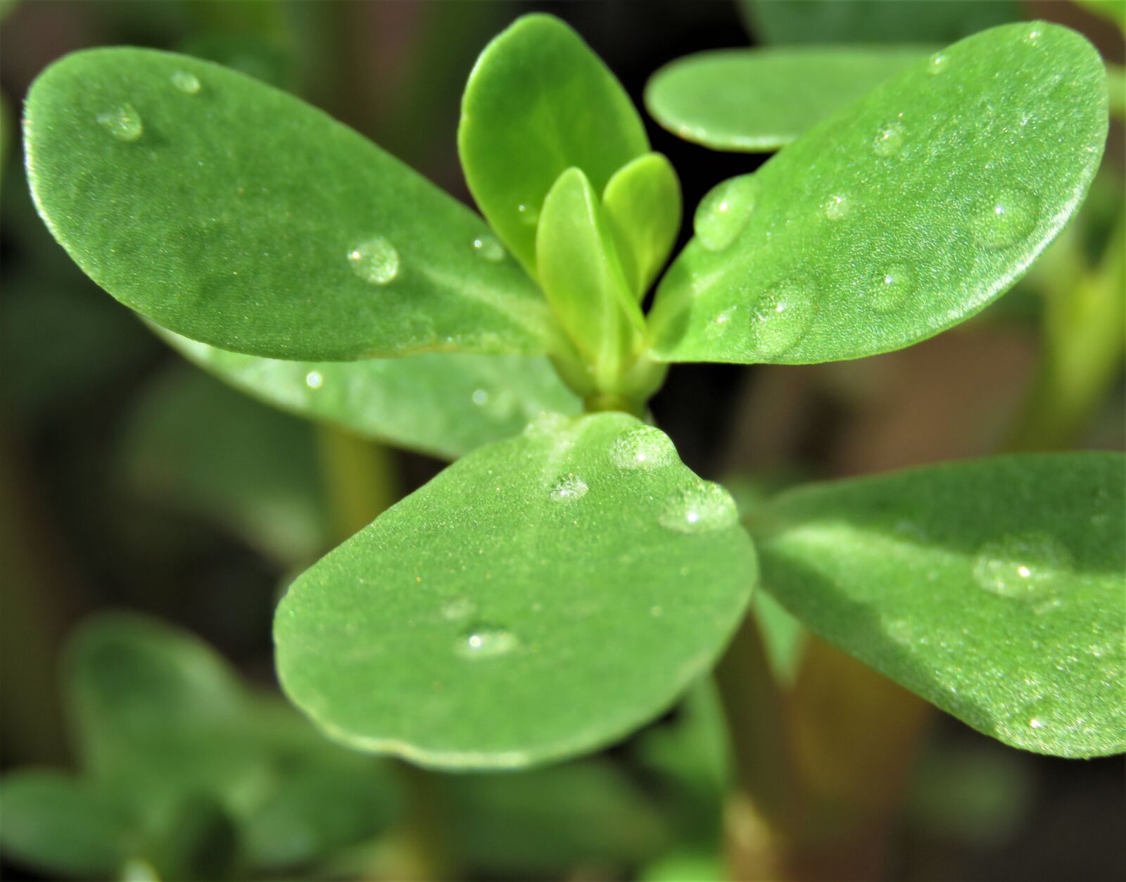 Canon PowerShot SX60 HS sample photo. Leaf, flora, nature photography