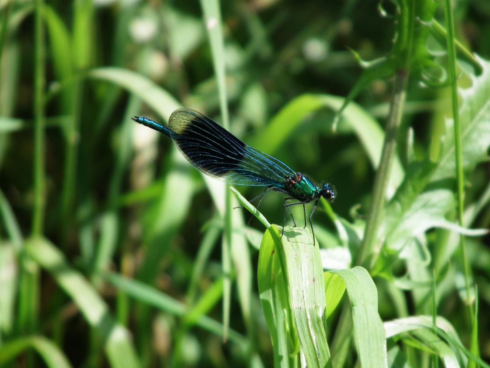 FujiFilm FinePix HS10 (FinePix HS11) sample photo. Dragonfly, banded demoiselle, insect photography
