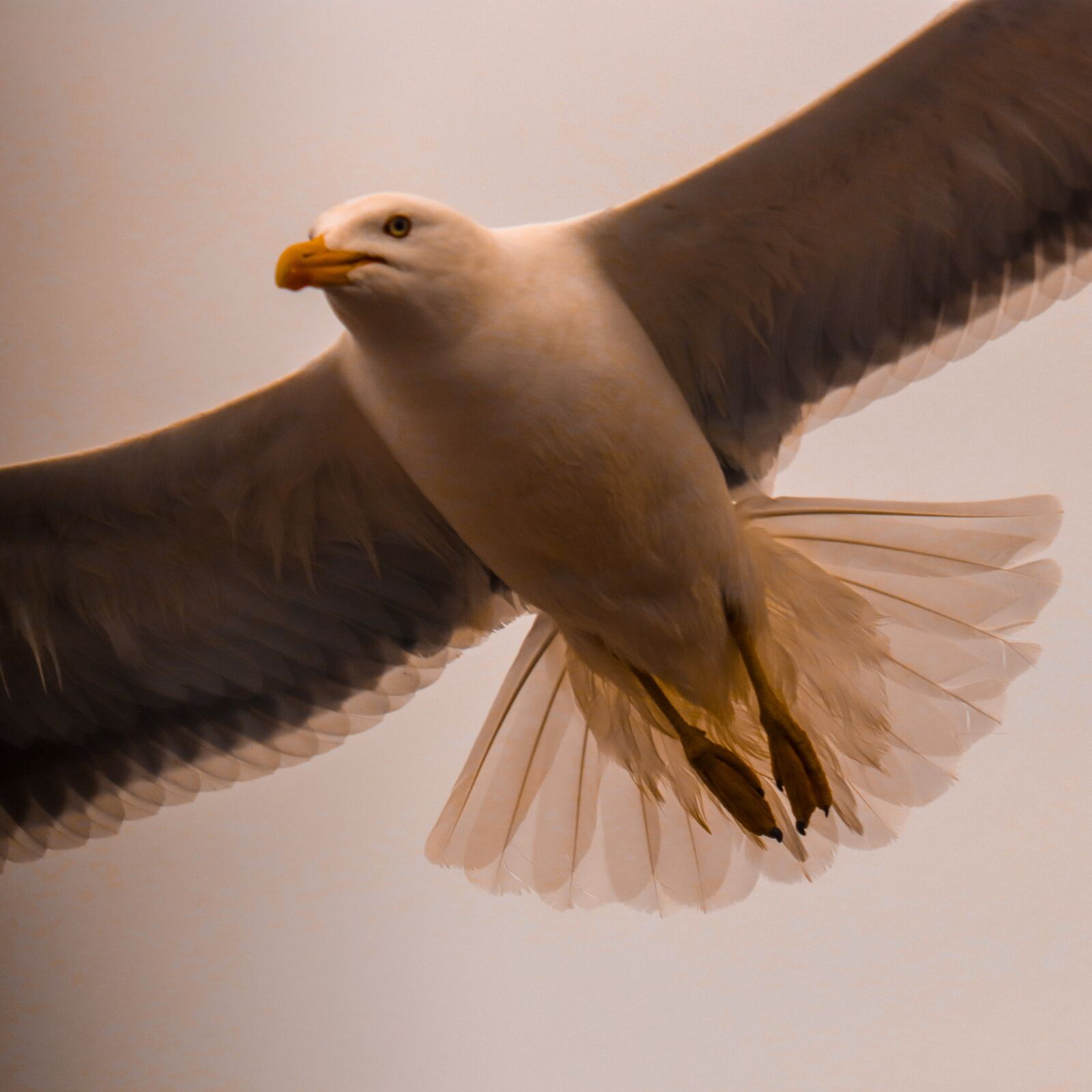 Canon EF 70-300 F4-5.6 IS II USM sample photo. Seagull, bird, animal photography