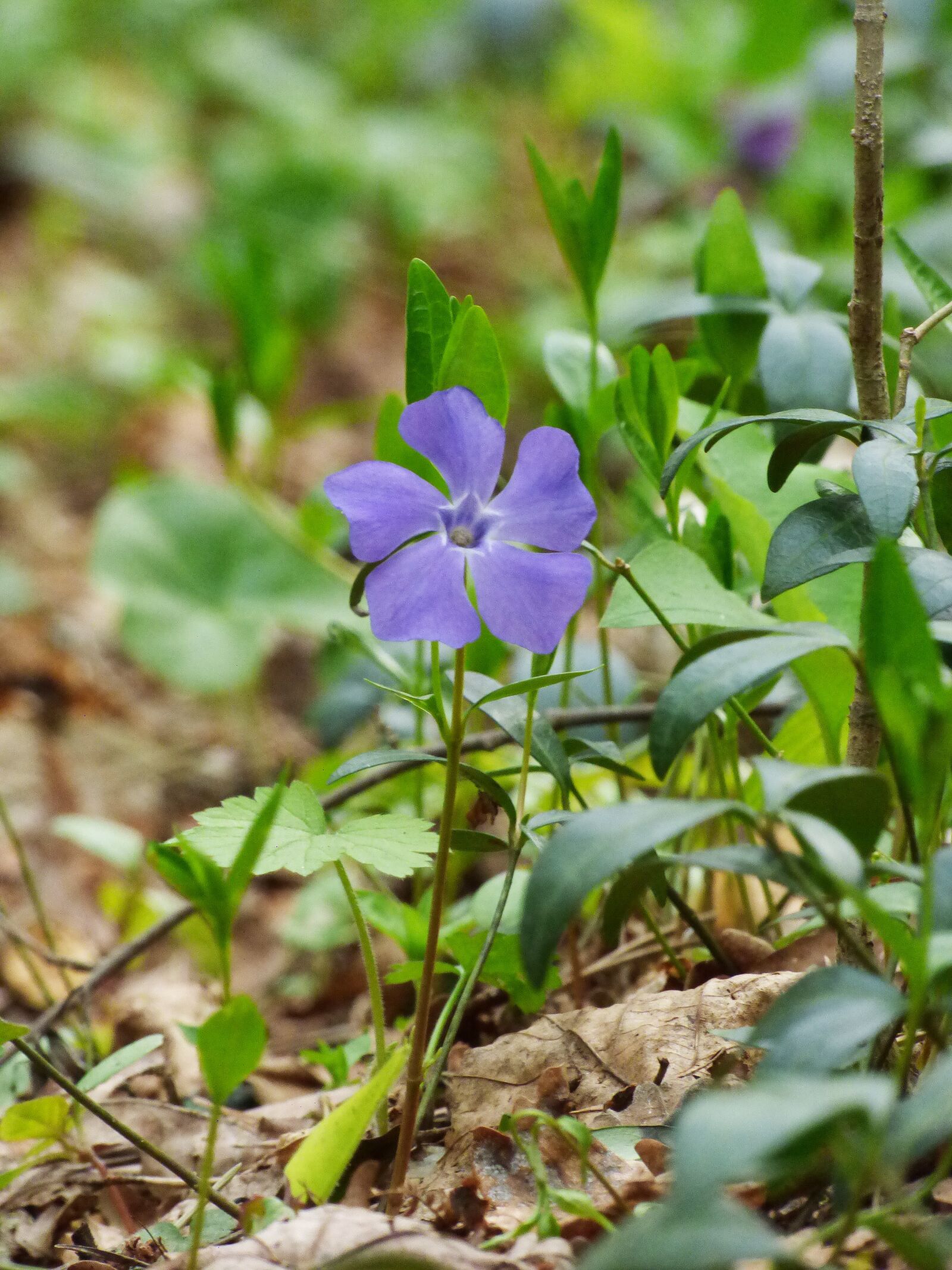 Panasonic DMC-FZ72 sample photo. Periwinkle, forest, spring photography