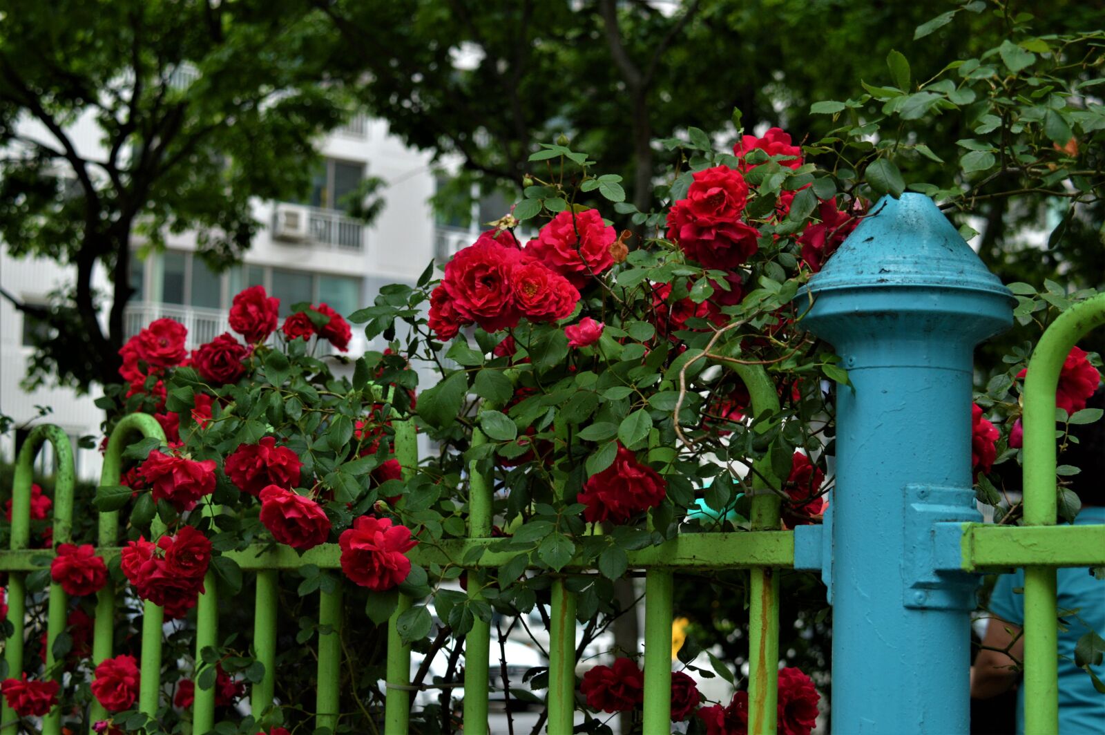 Nikon D3200 sample photo. Rose, flowers, nature photography