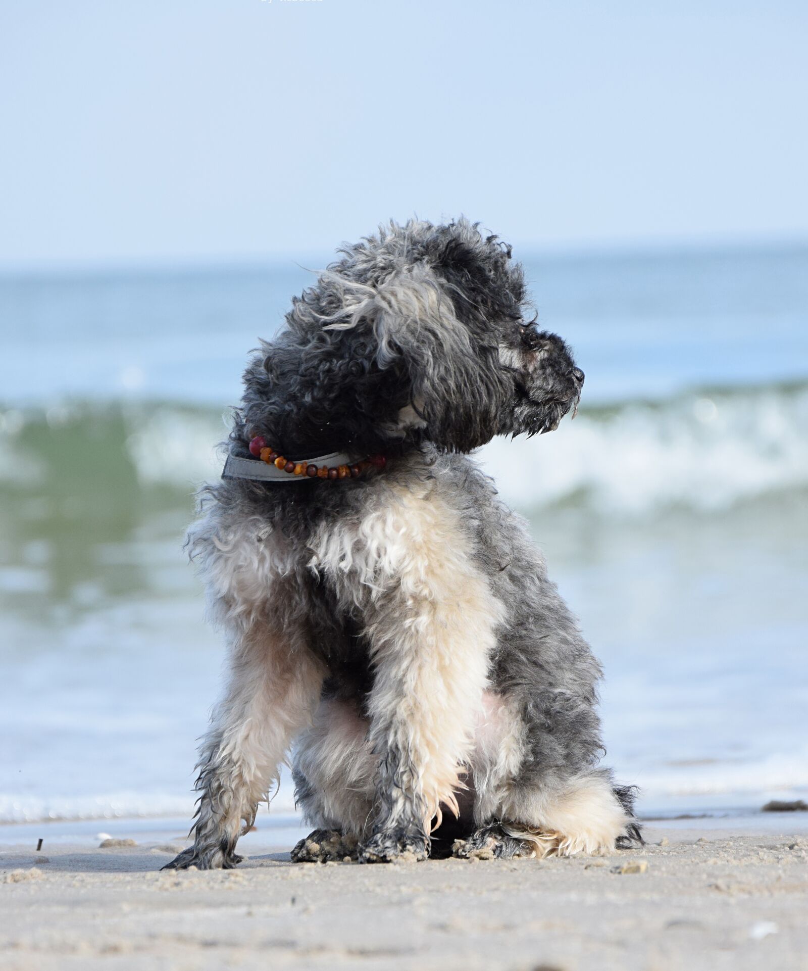 Nikon D3300 sample photo. Poodle, dog, miniature poodle photography