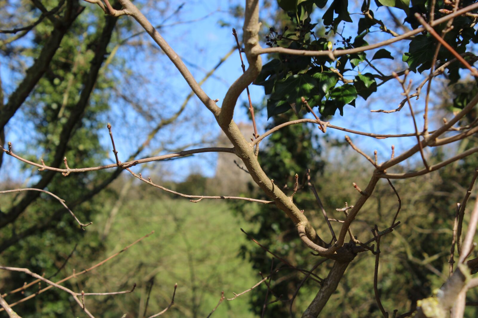 Canon EOS 1300D (EOS Rebel T6 / EOS Kiss X80) sample photo. Wildlife, weather, trees photography