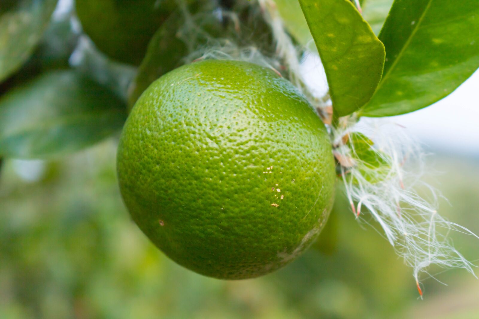 Canon EOS 750D (EOS Rebel T6i / EOS Kiss X8i) sample photo. Lemon, orange, green photography