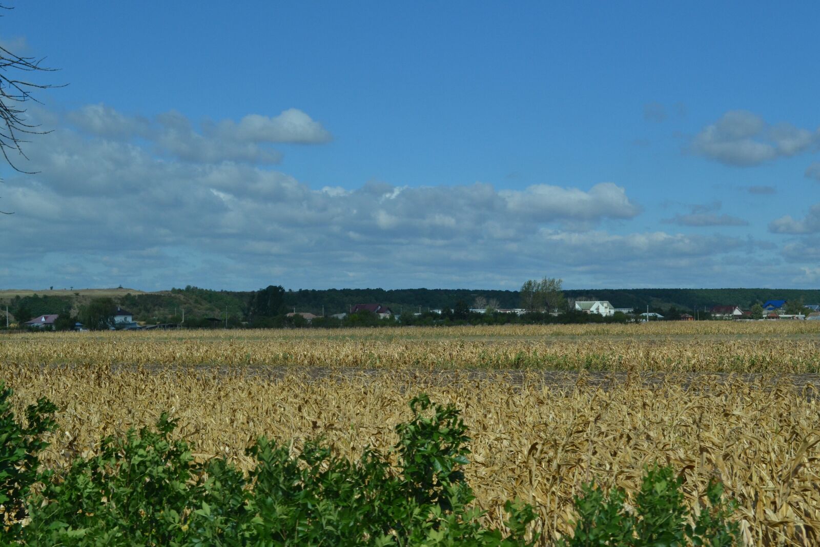 Nikon D3100 sample photo. Landscape, gold, bright photography