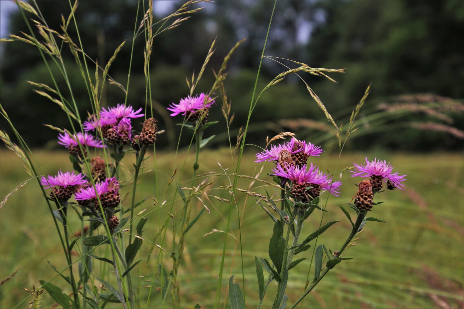 Canon EOS 80D sample photo. Grass, thistles, meadow photography