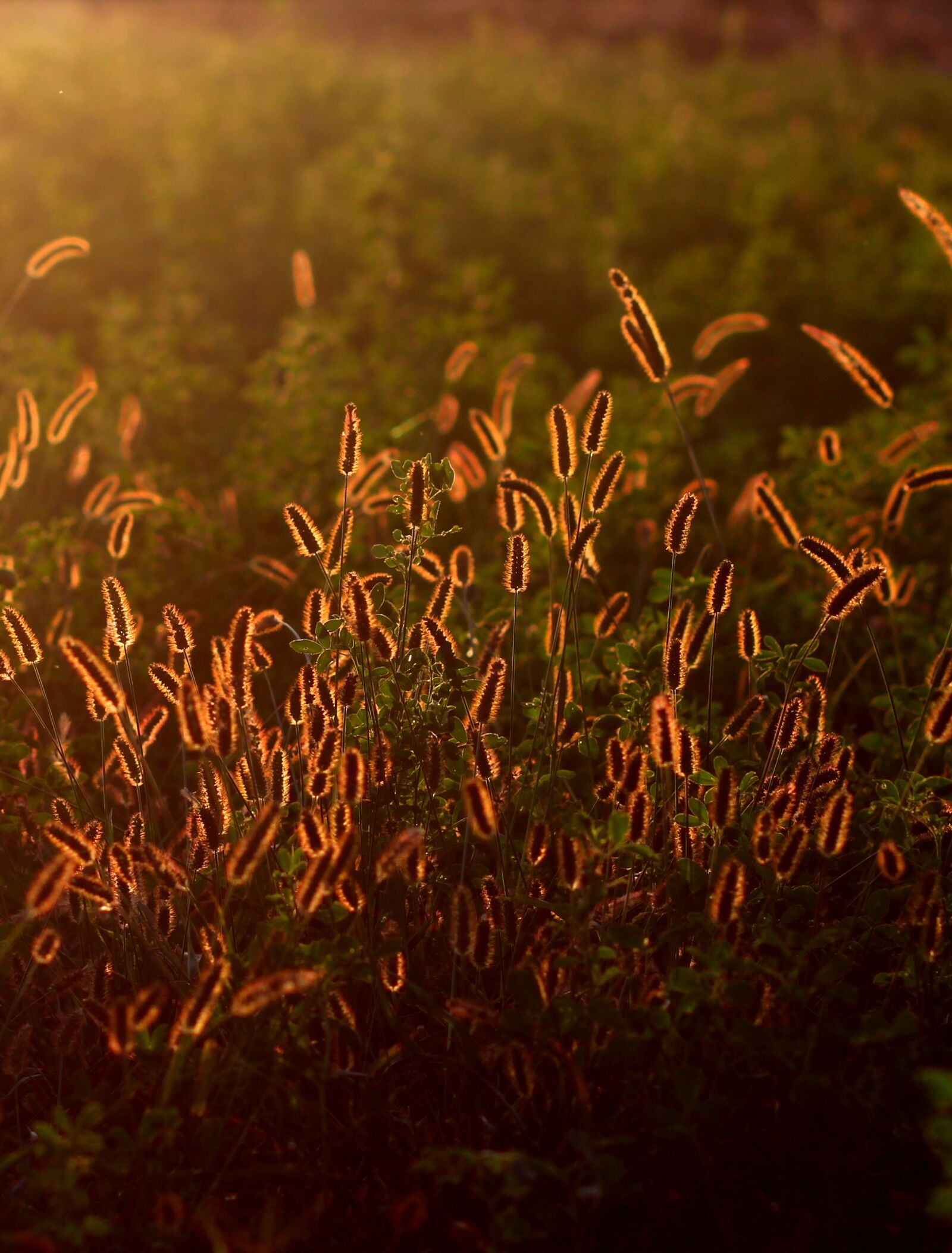 Canon EOS 700D (EOS Rebel T5i / EOS Kiss X7i) + Canon EF 85mm F1.8 USM sample photo. Spice, camp, sunset photography