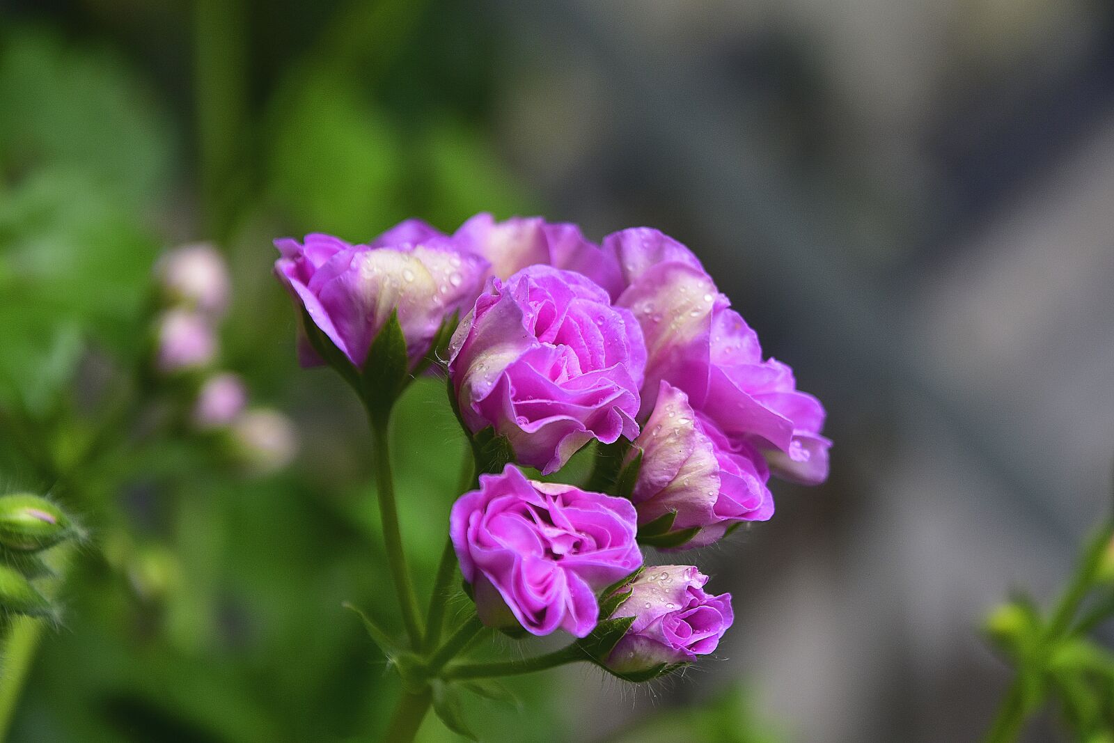 Nikon D7200 sample photo. Flower, garden, flowers photography