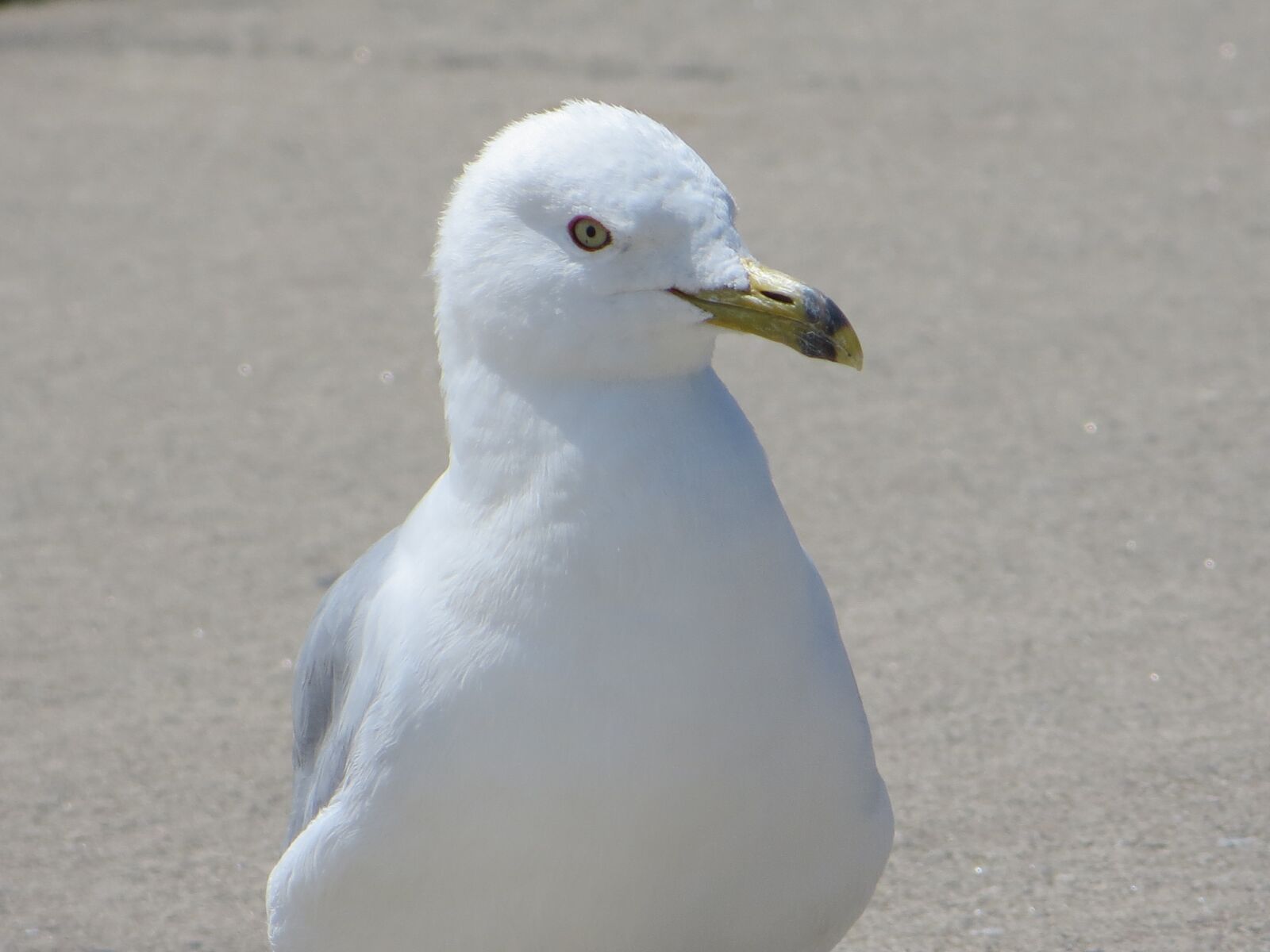 Canon PowerShot SX240 HS sample photo. Ring-billed sea gull, sea photography