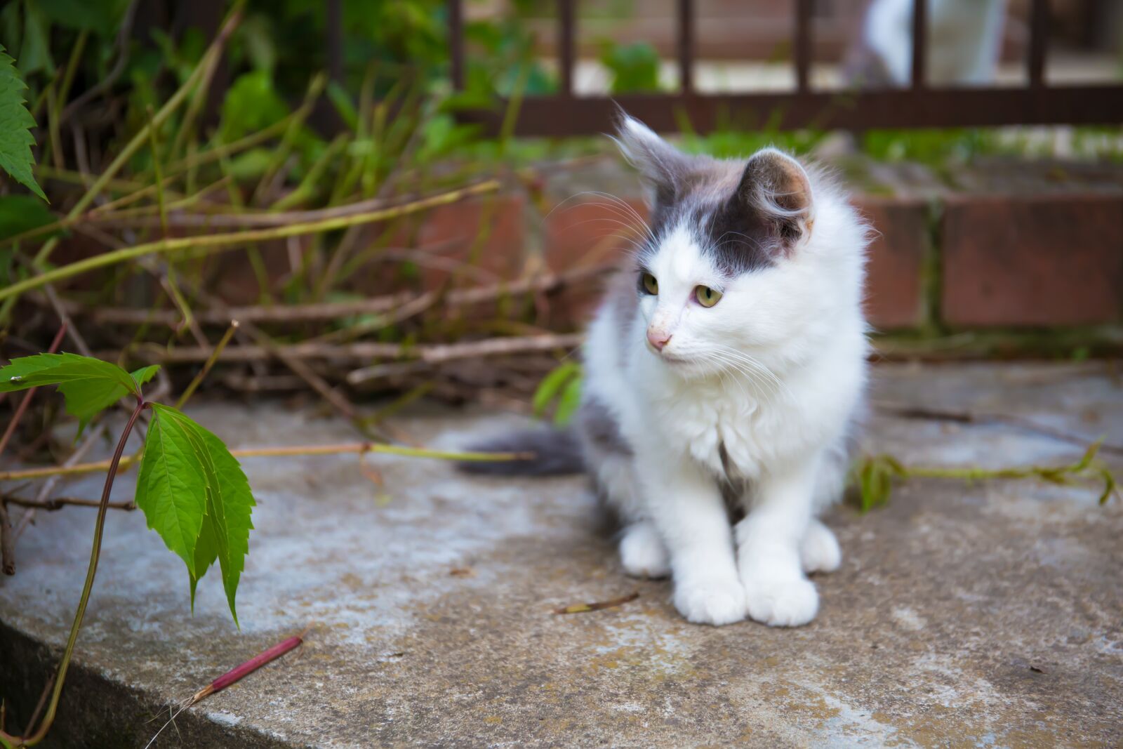 Canon EF 24-70mm F4L IS USM sample photo. Cat, animals, pet photography