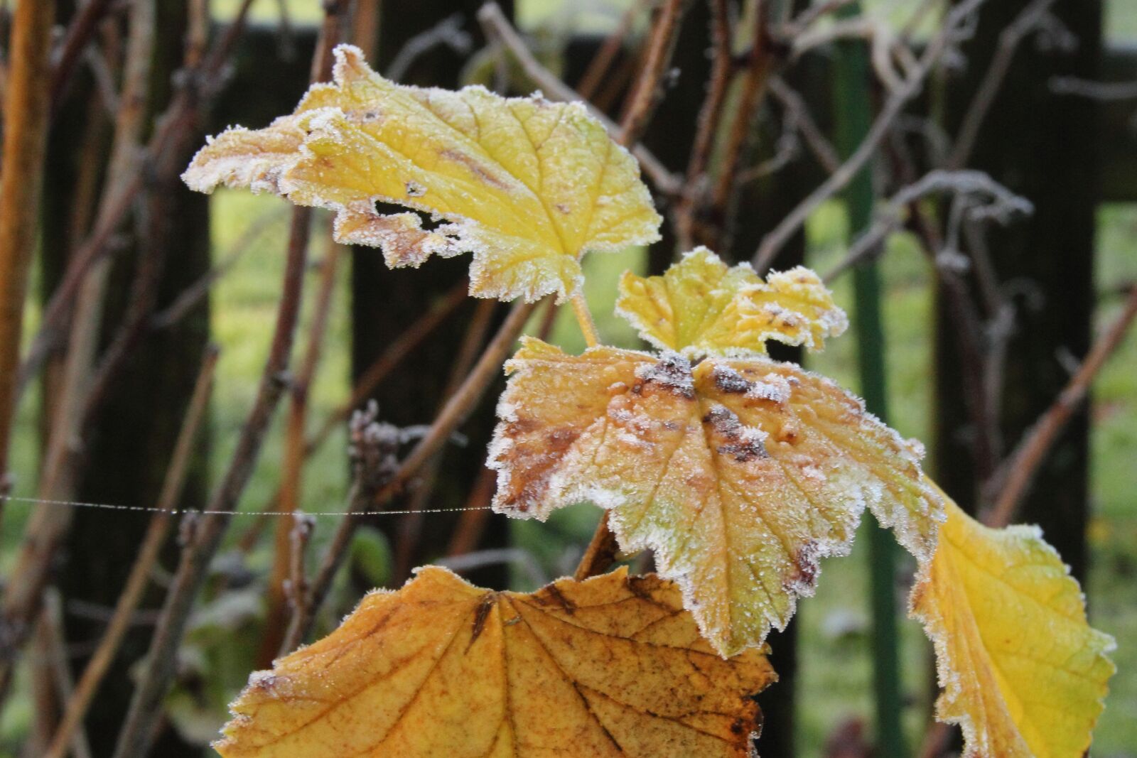 Canon EOS 600D (Rebel EOS T3i / EOS Kiss X5) sample photo. Frost, hoarfrost, leaves photography