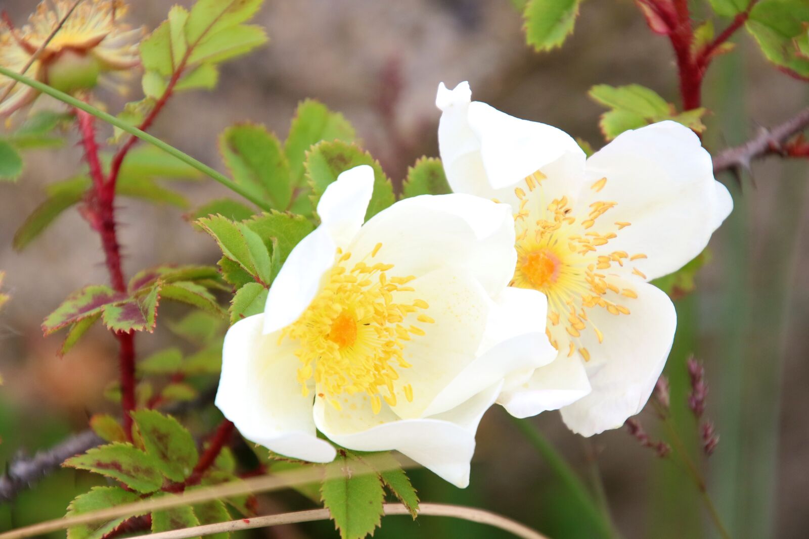 Canon EOS 7D Mark II sample photo. Flower, garden, green, rose photography