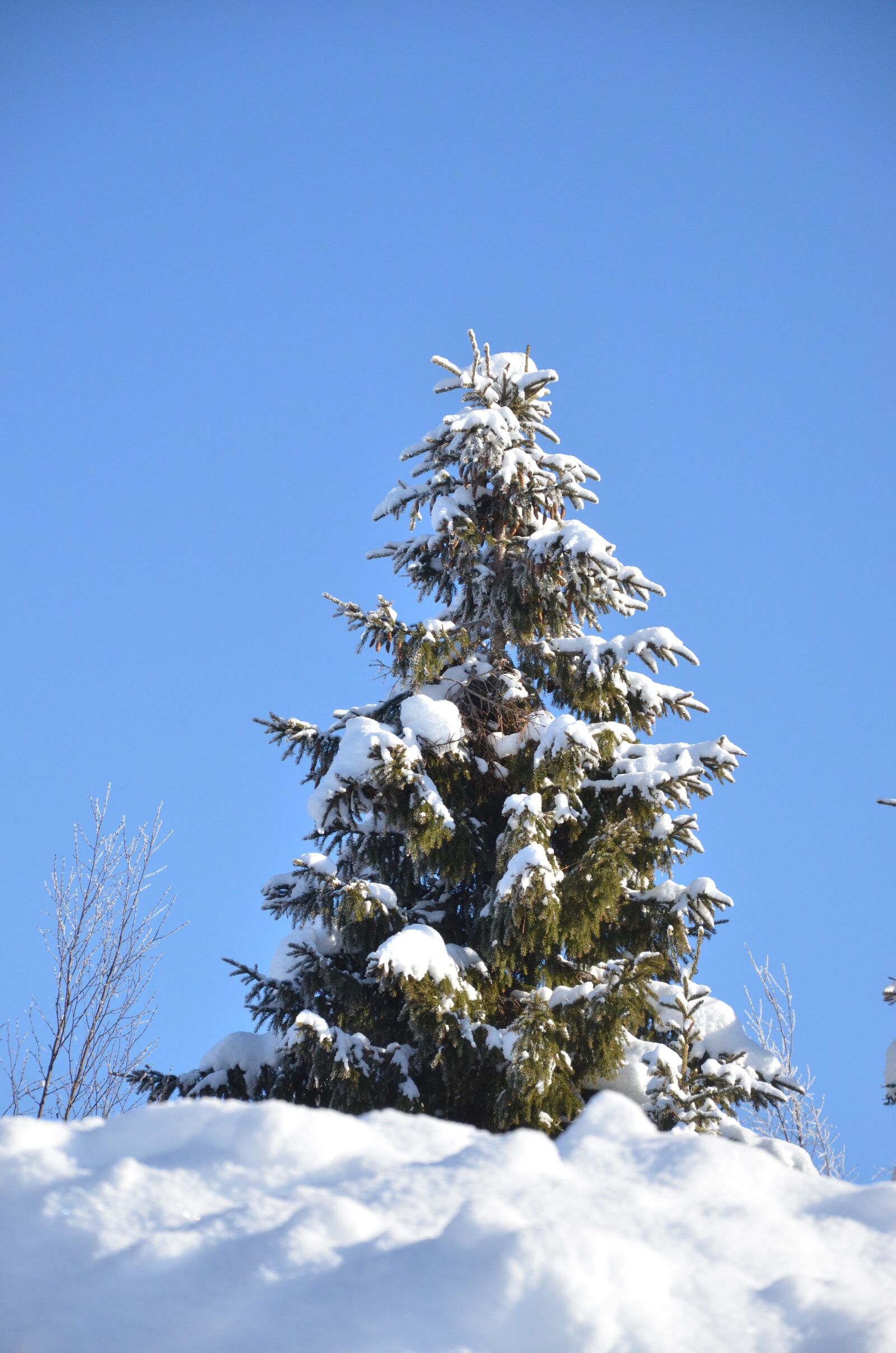 Nikon D7000 sample photo. Gran, snow, winter photography