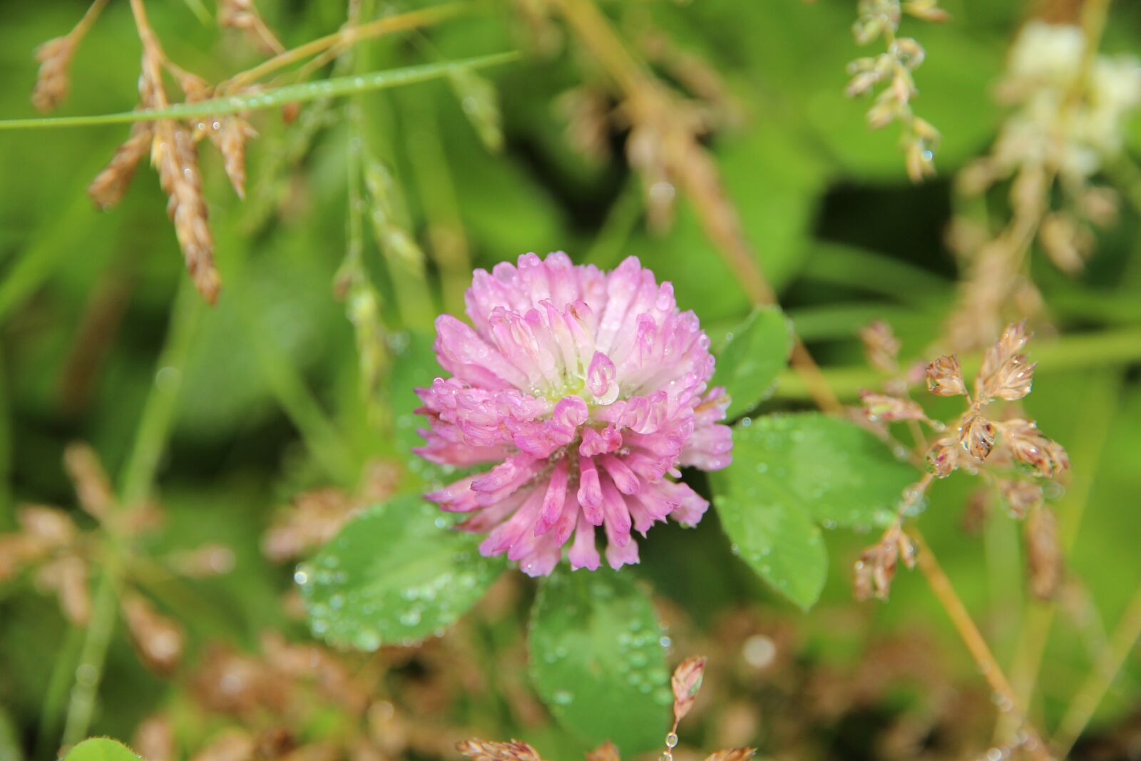 Canon EF-S 15-85mm F3.5-5.6 IS USM sample photo. Clover, bloom, red clover photography