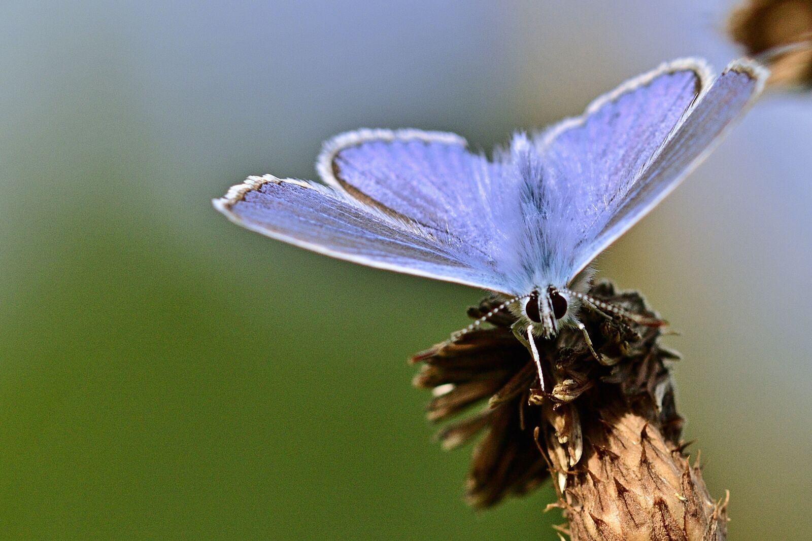 Nikon D5200 sample photo. Butterfly, common blue, close photography
