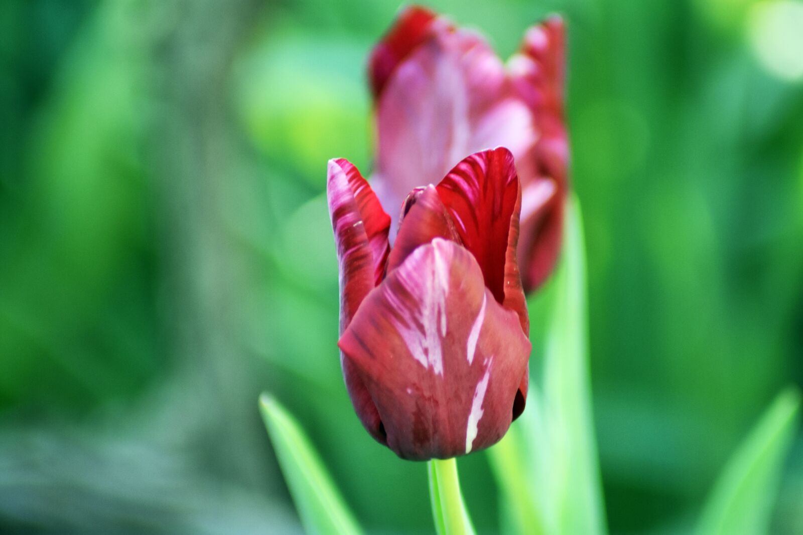 Nikon D3400 sample photo. Tulip, flower, nature photography