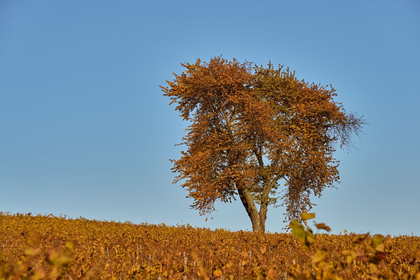 Sony E 55-210mm F4.5-6.3 OSS sample photo. Tree, autumn, colorful photography