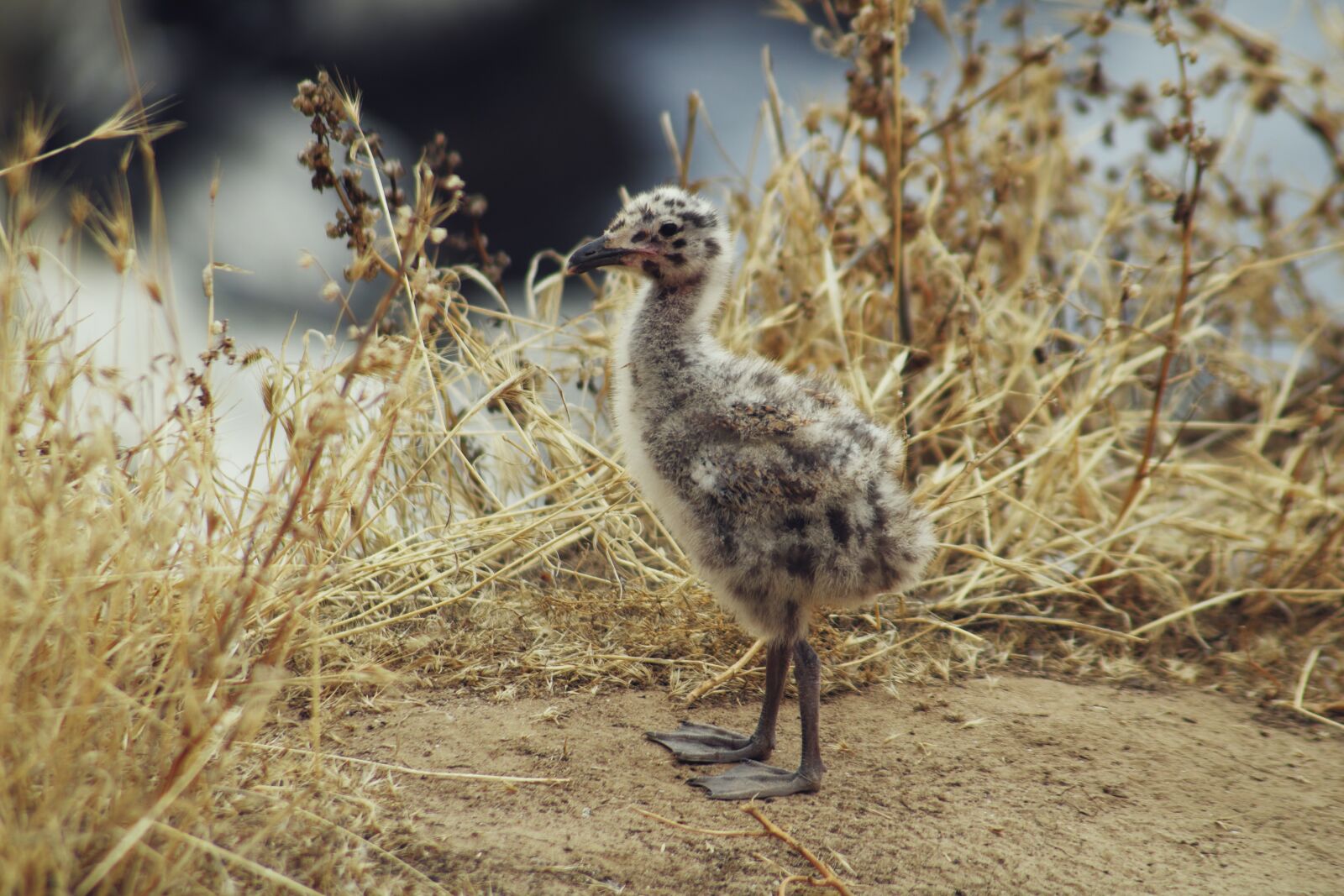 Canon EOS 750D (EOS Rebel T6i / EOS Kiss X8i) sample photo. Bird, avian, feather photography