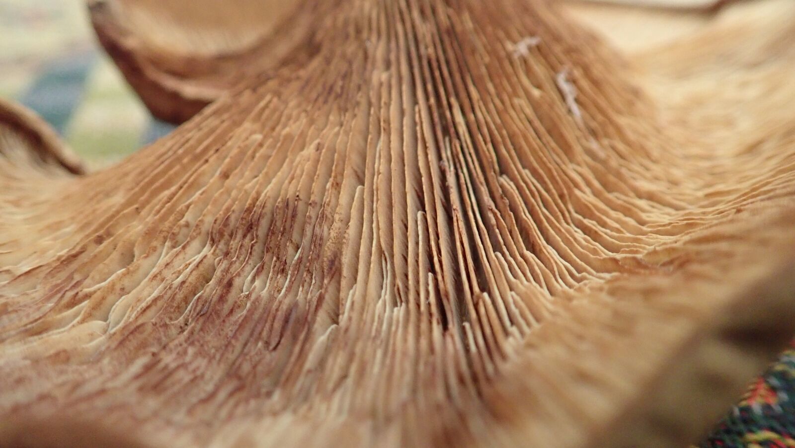 Olympus TG-5 sample photo. Mushroom, wild, nature photography