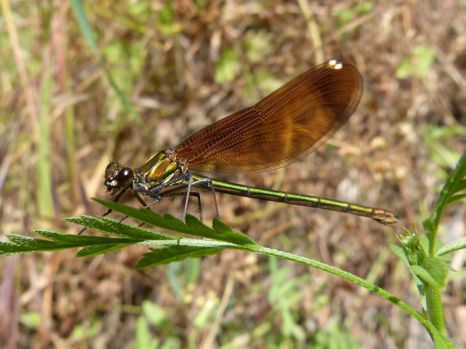 Panasonic DMC-FZ62 sample photo. Calopteryx haemorrhoidalis, dragonfly, wings photography