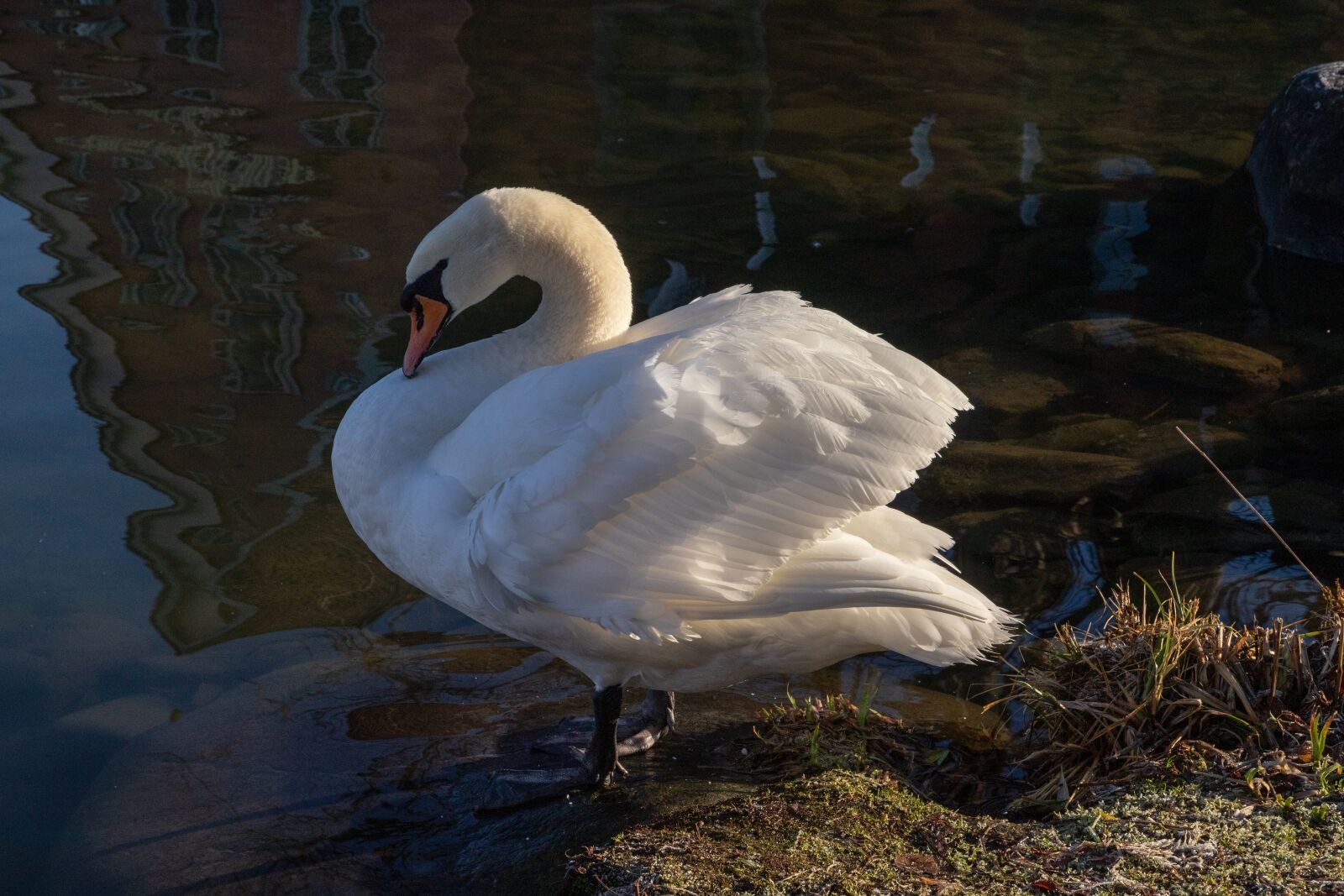 Canon EOS 6D Mark II sample photo. Swan, white, water photography