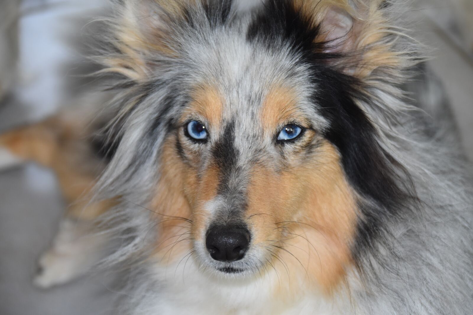 Nikon D5600 sample photo. Dog, bitch shetland sheepdog photography