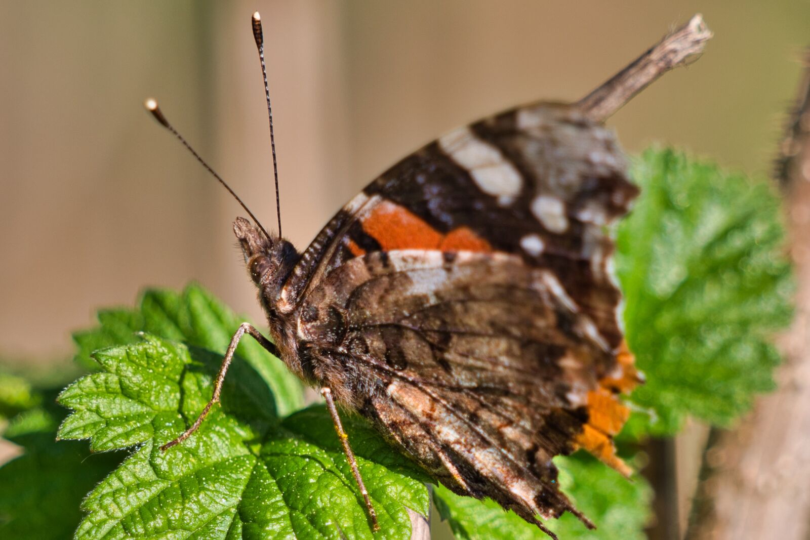 Panasonic Lumix DC-G9 sample photo. Butterfly, plant, insect photography