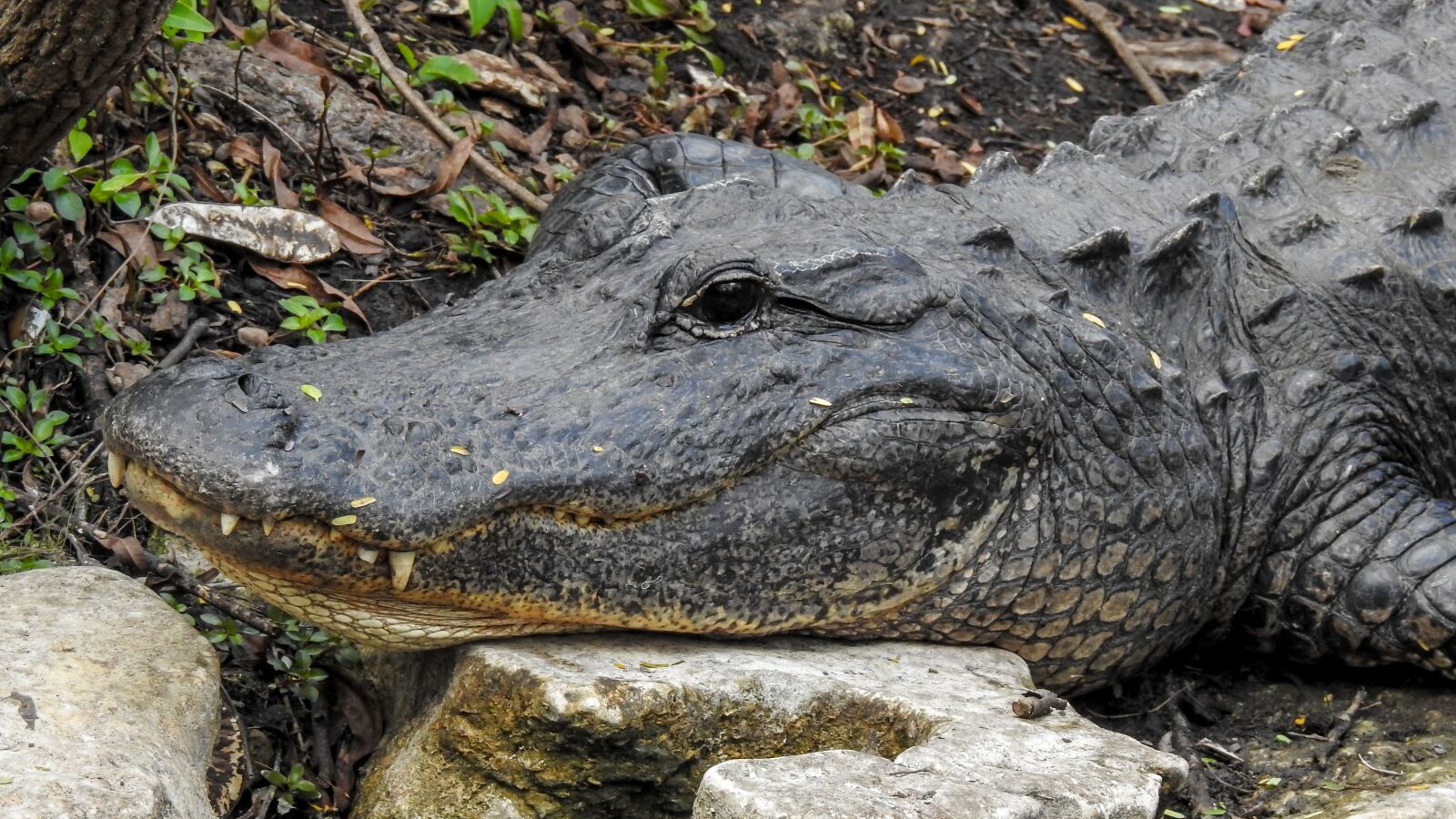 Nikon Coolpix P900 sample photo. Crocodile, alligator, reptile photography