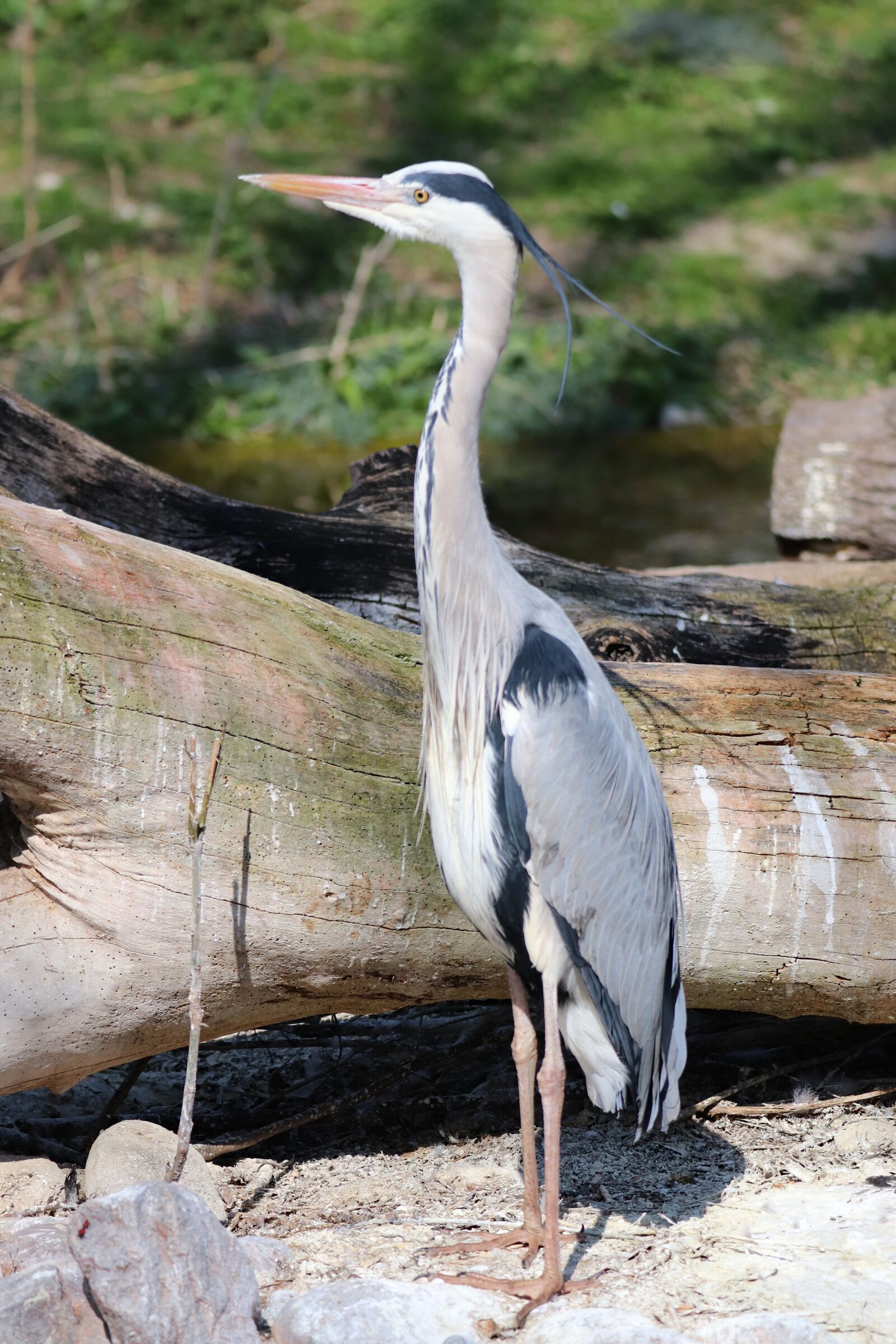 Canon EOS 77D (EOS 9000D / EOS 770D) sample photo. Heron, ash, bird photography