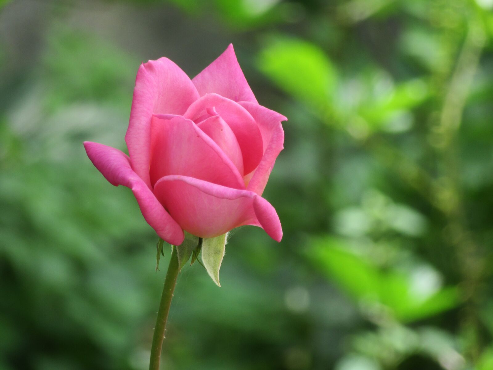 Canon PowerShot SX600 HS sample photo. Rosa, garden, flower photography