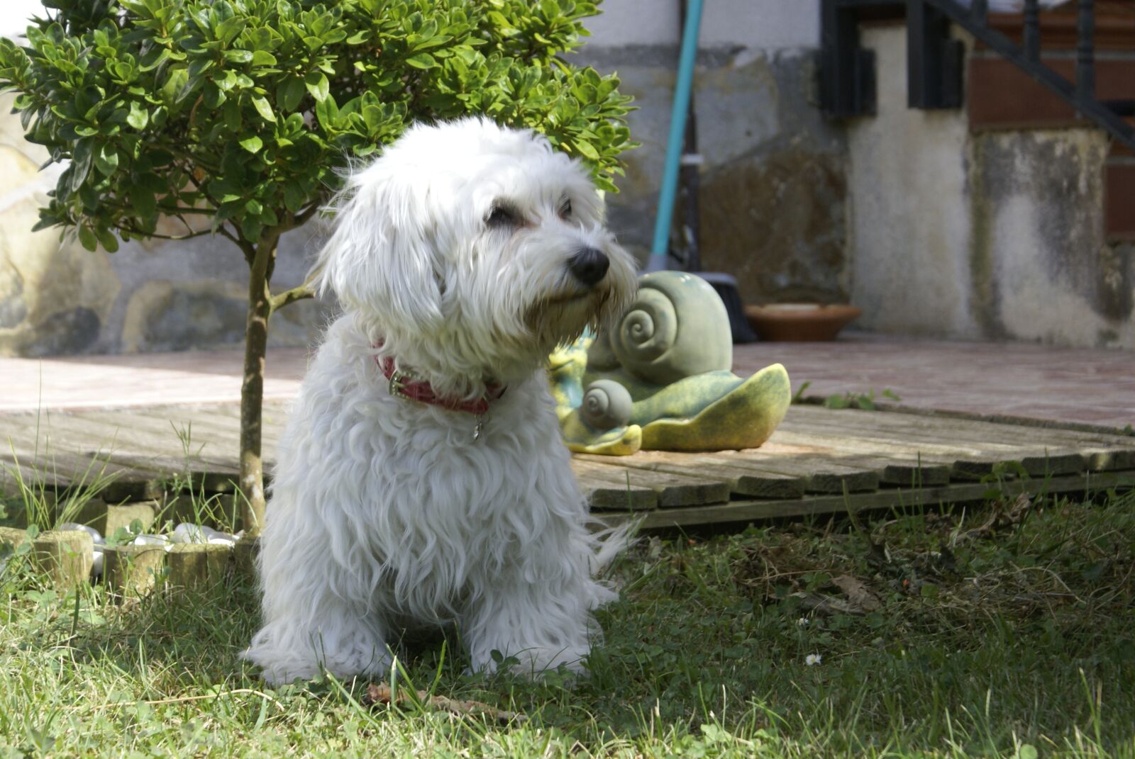Sony Alpha DSLR-A100 sample photo. Dog, pet, cute photography