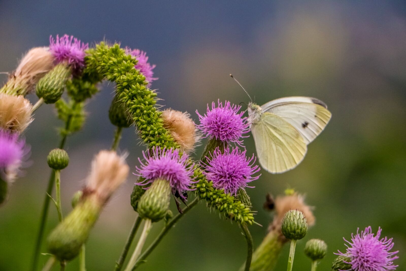 Canon EOS 70D sample photo. Butterfly, flower, insect photography