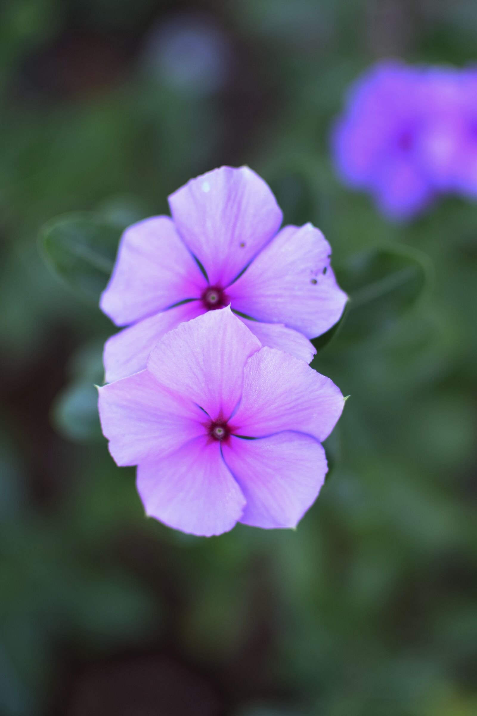Nikon D5300 sample photo. Flower, garden, lilac photography