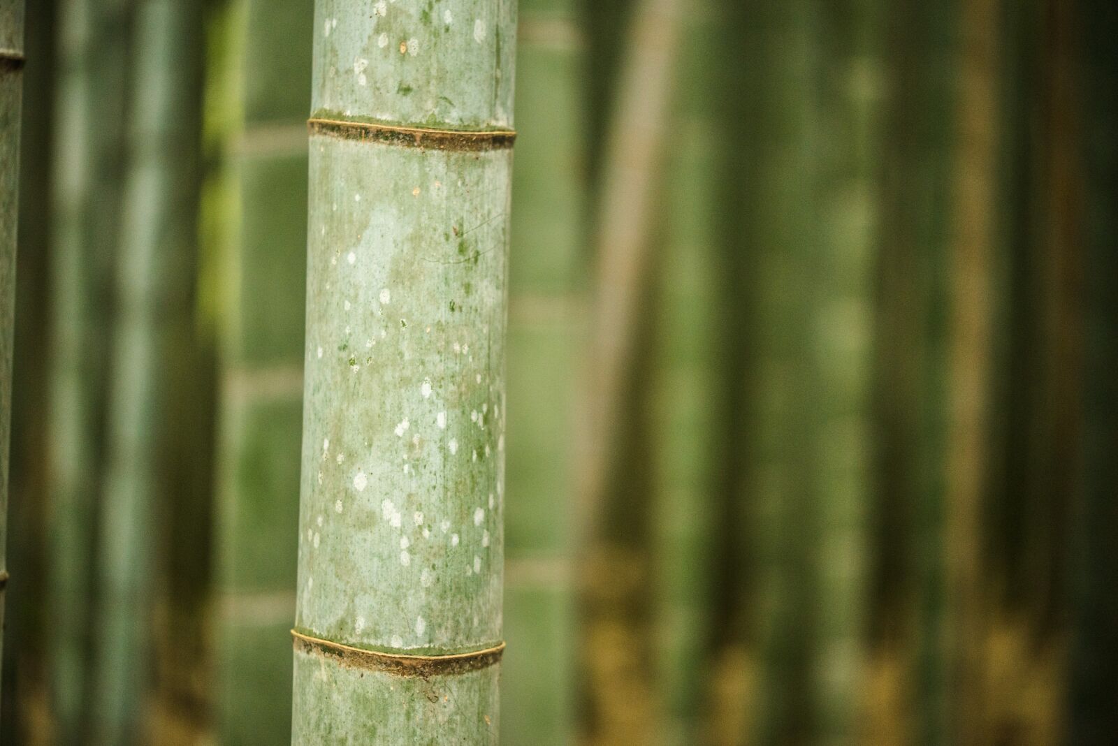 Nikon D610 sample photo. Bamboo, bamboo grove, arashiyama photography