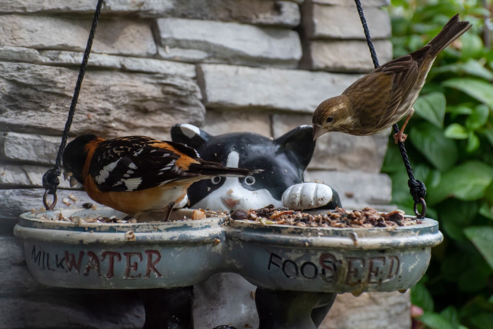 Nikon D750 sample photo. Birds, eating, animal photography