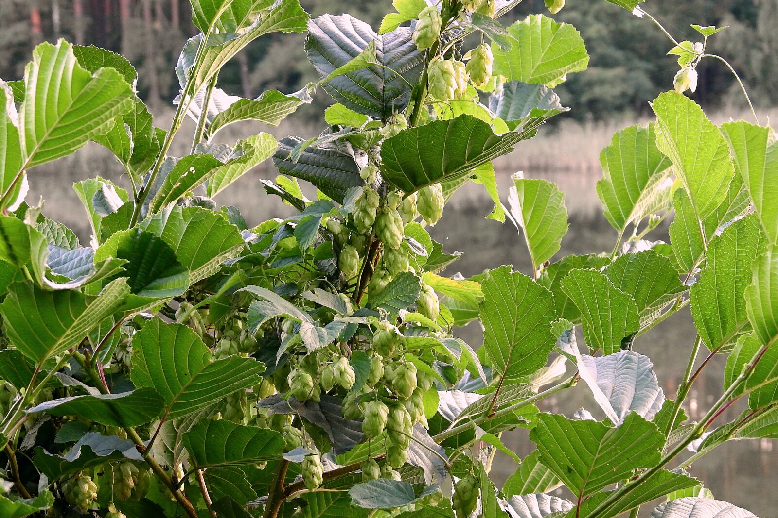 Nikon Coolpix P900 sample photo. Foliage, hop cones, nature photography