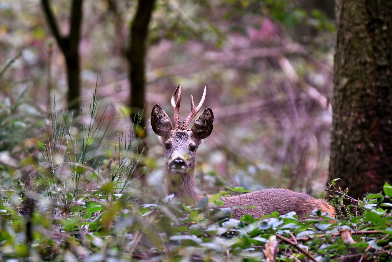 Nikon D500 sample photo. Reebok, ree, wild photography