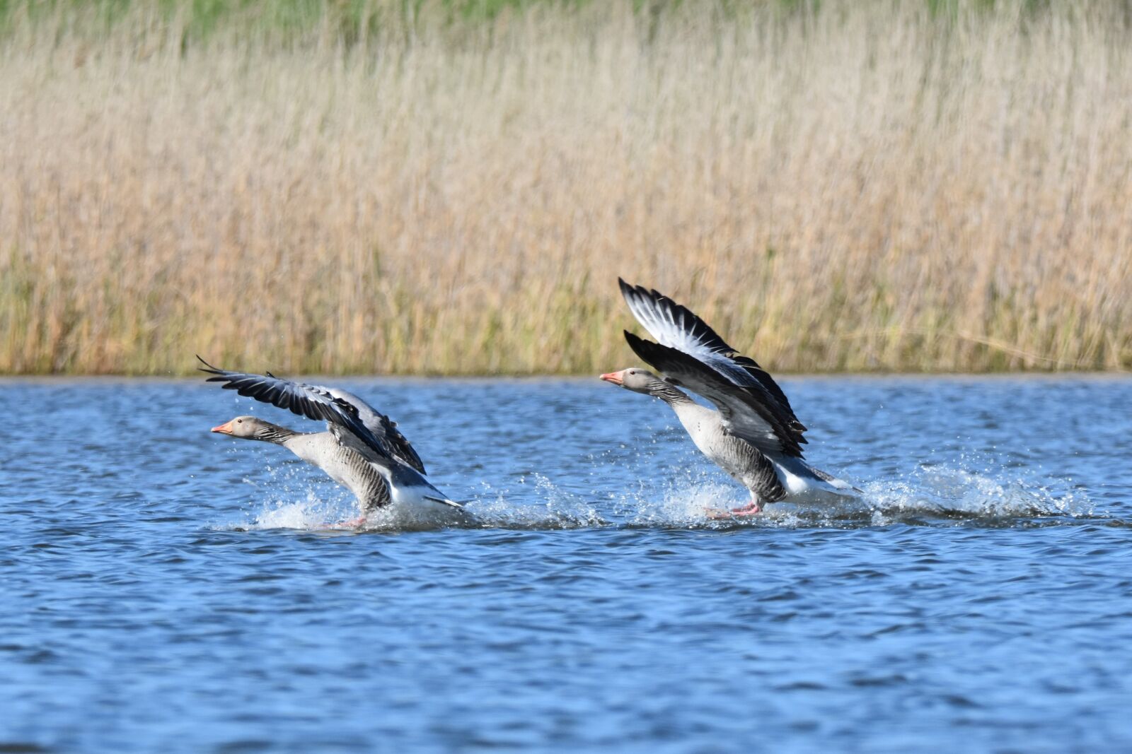 Nikon D7200 sample photo. Birds, water birds, wildlife photography