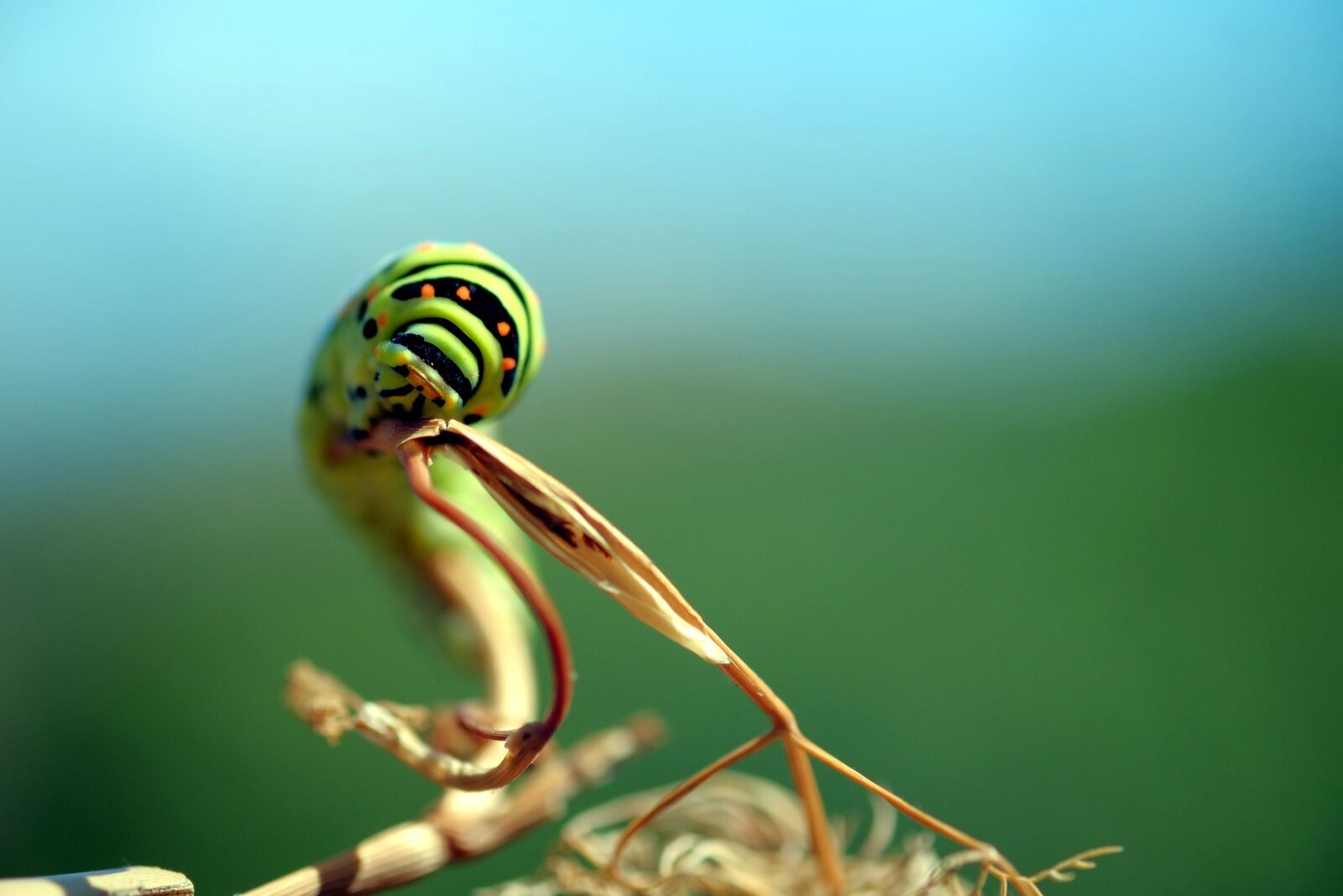 Fujifilm X-E1 sample photo. Caterpillar, green, insect photography