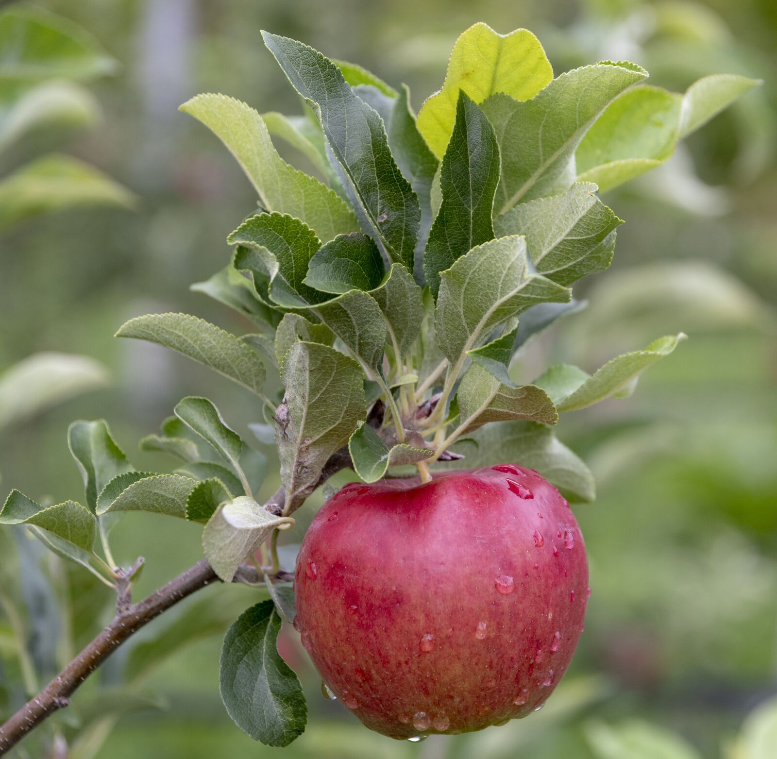 Nikon D7500 sample photo. Apple, fruit, tree photography