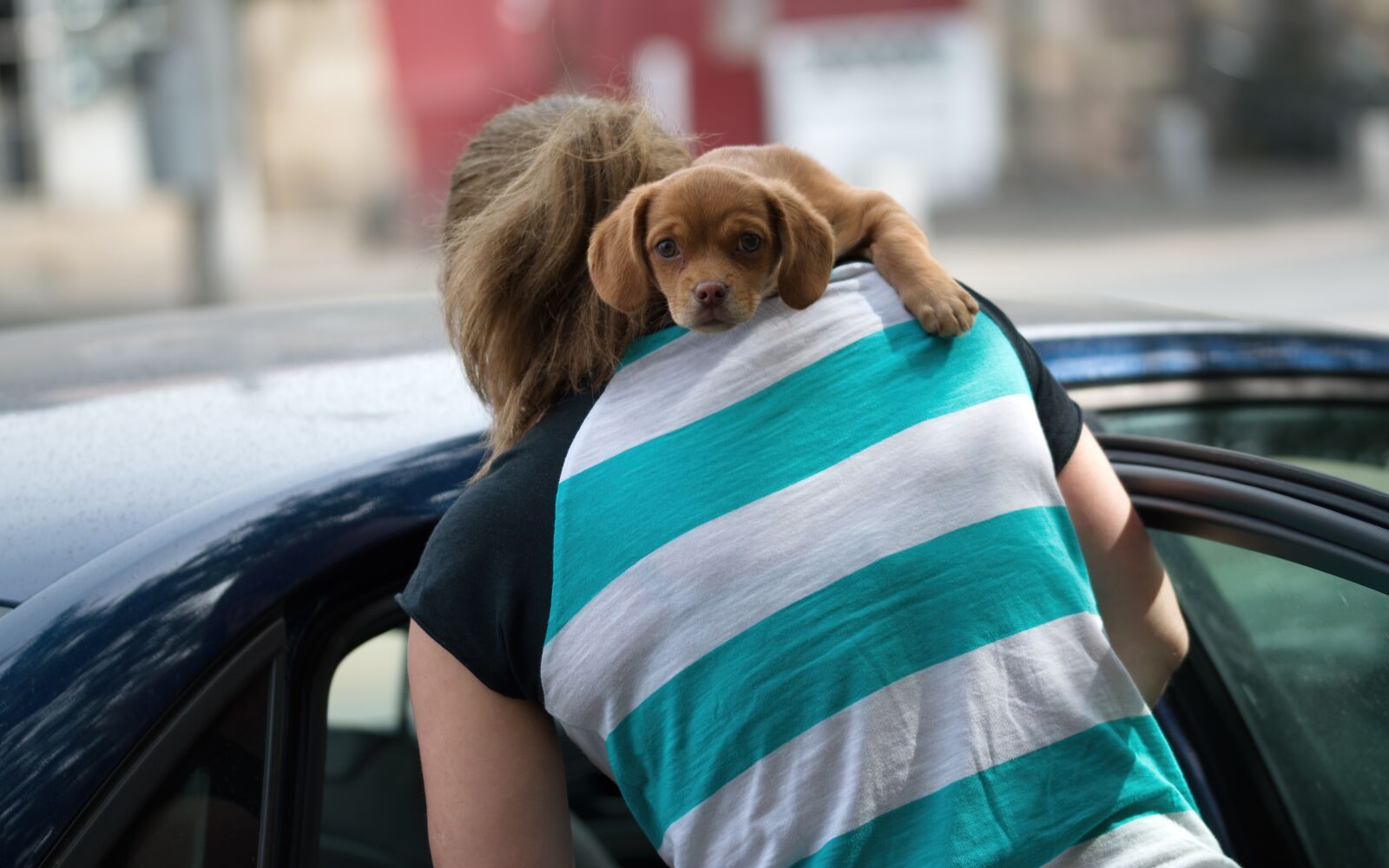Nikon D5300 sample photo. Dog, pet, company photography