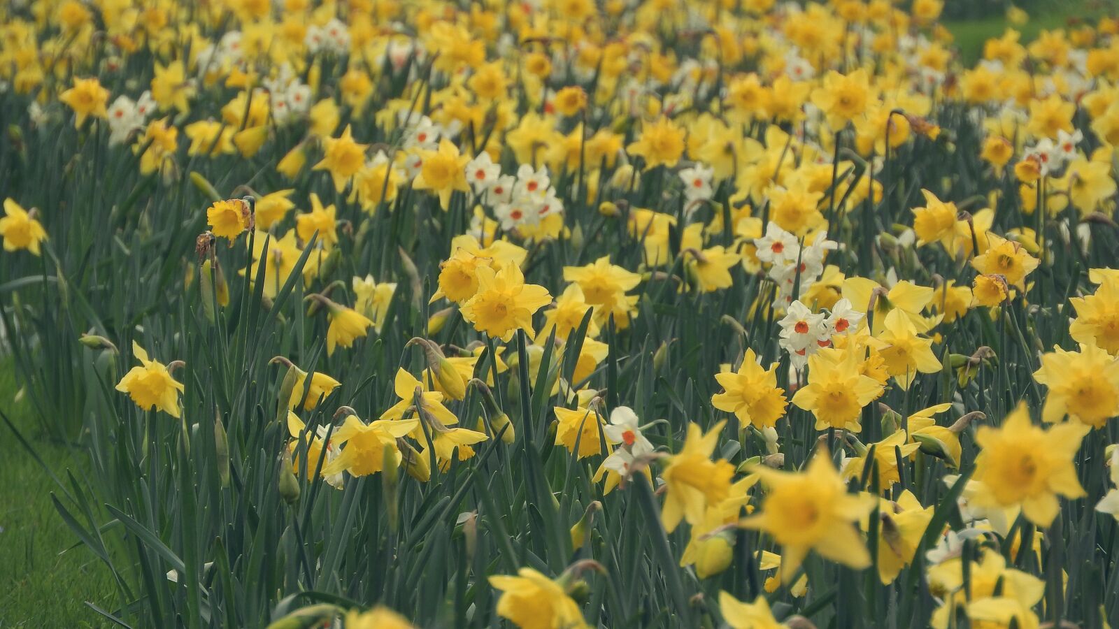 Nikon Coolpix P610 sample photo. Daffodil, daffodils, a meadow photography