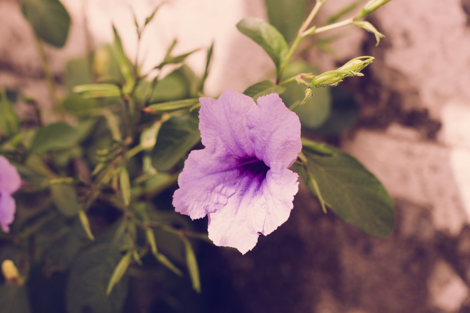 Canon EOS 700D (EOS Rebel T5i / EOS Kiss X7i) sample photo. Flower, plant, purple photography