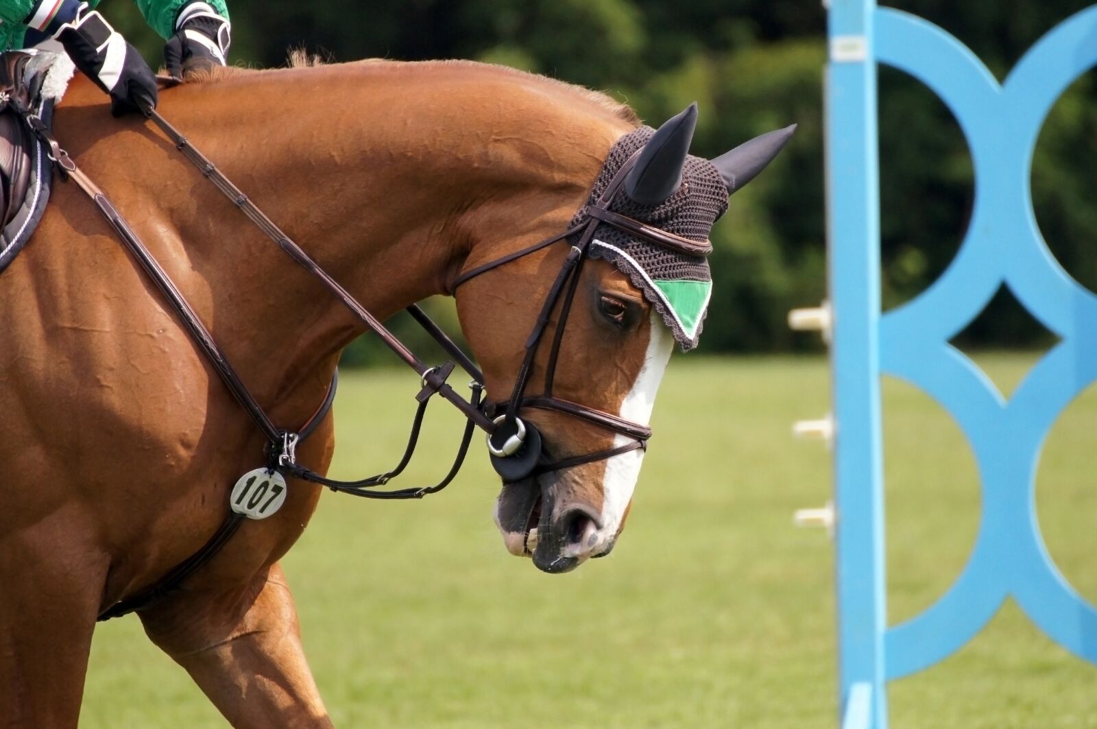 Sony SLT-A55 (SLT-A55V) sample photo. Chio, aachen, equestrian photography