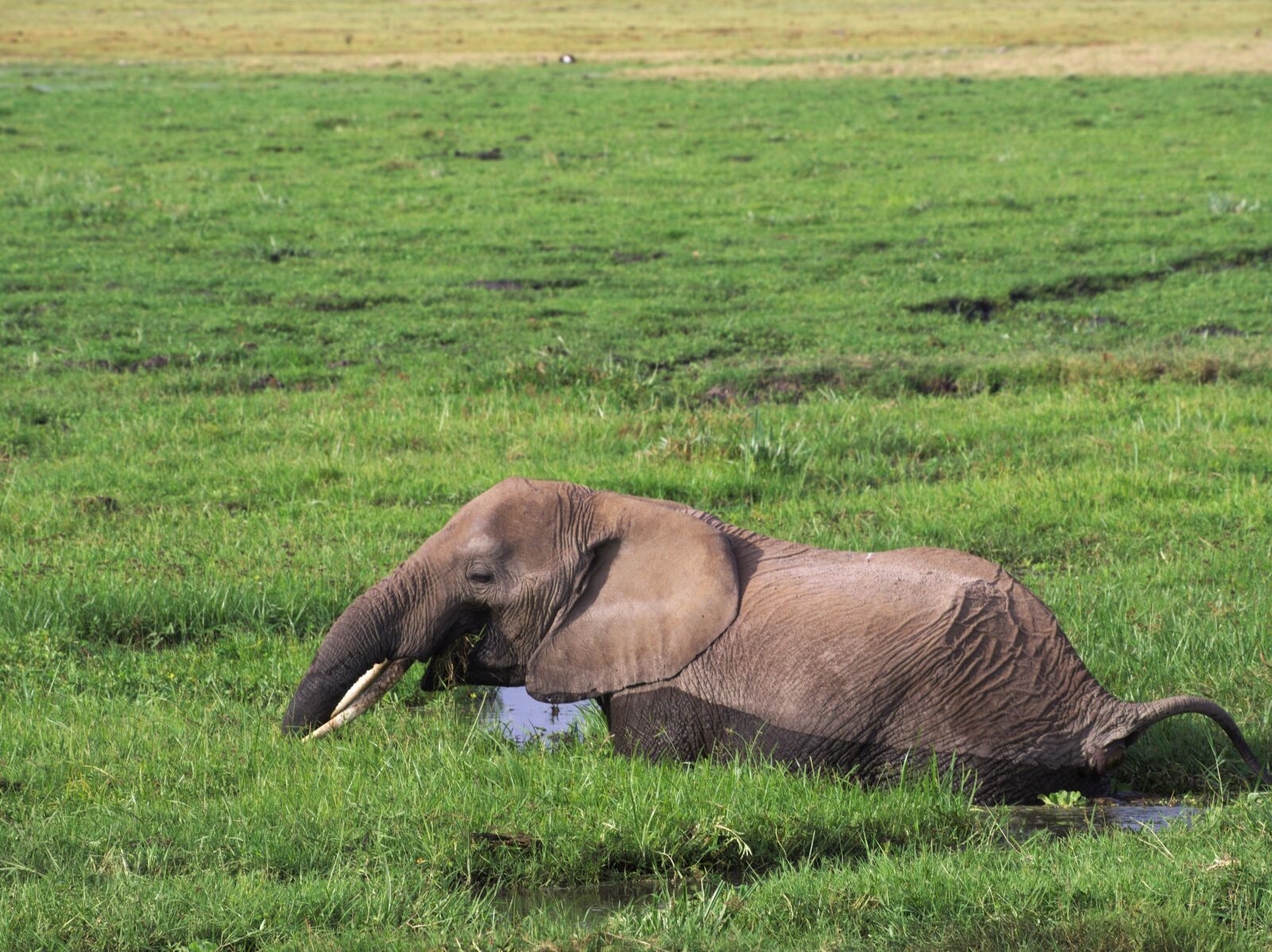Olympus PEN E-PL5 sample photo. Elephant, amboseli, africa photography